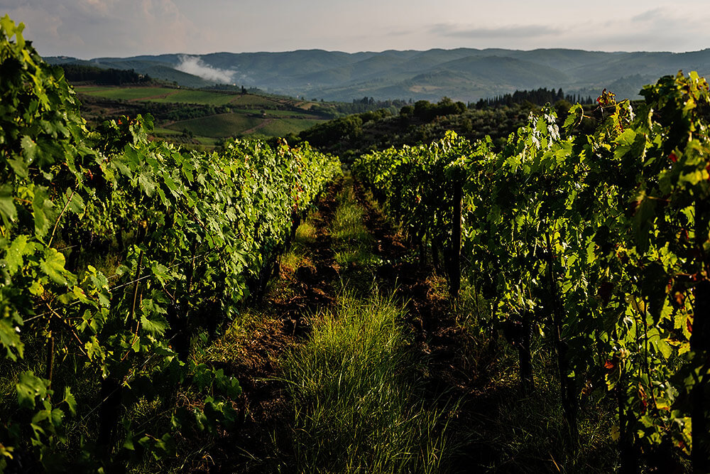 Vineyard in Panzano in Chianti